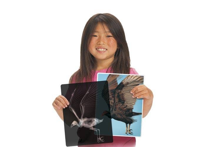 Animal X-Rays - Image 2