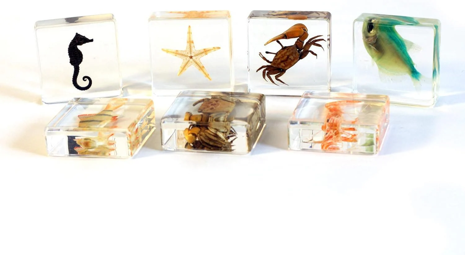 Aquatic Collection - Image 2