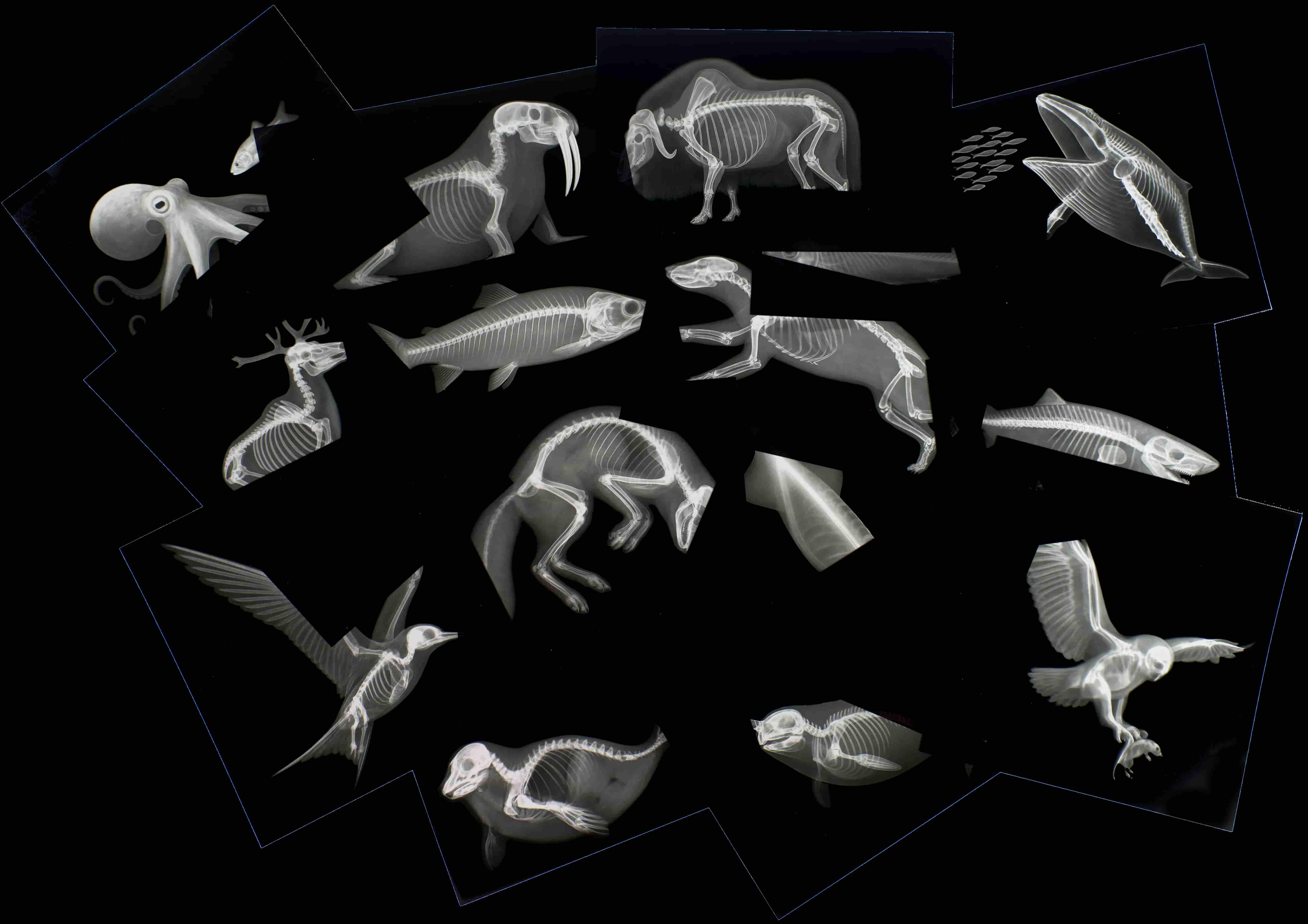 Arctic Animals Picture Cards and X-rays - Image 2