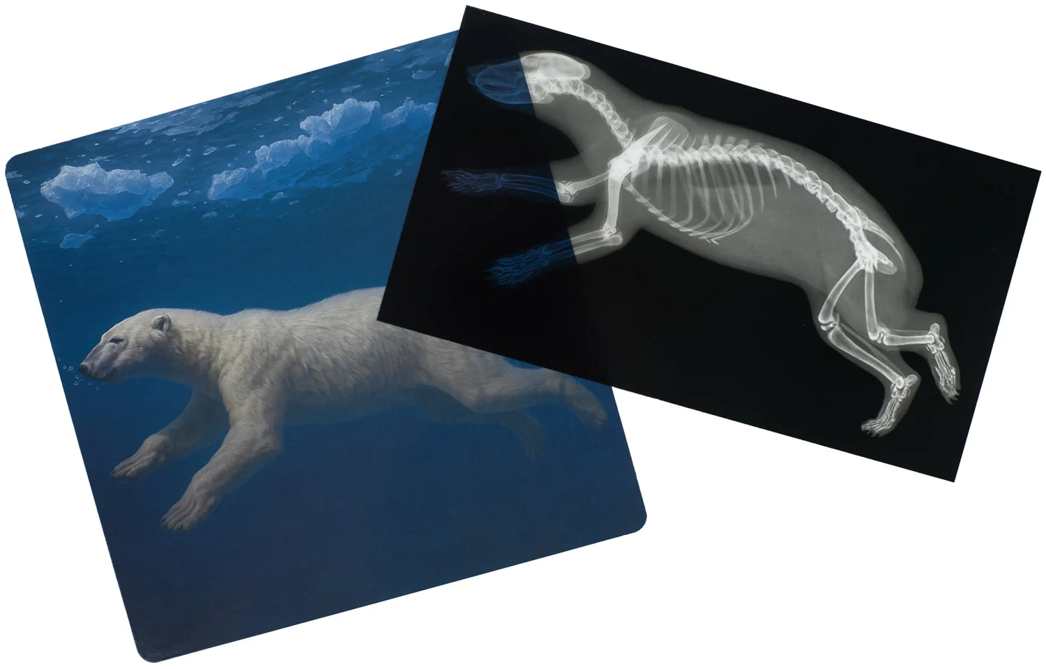 Arctic Animals Picture Cards and X-rays - Image 3