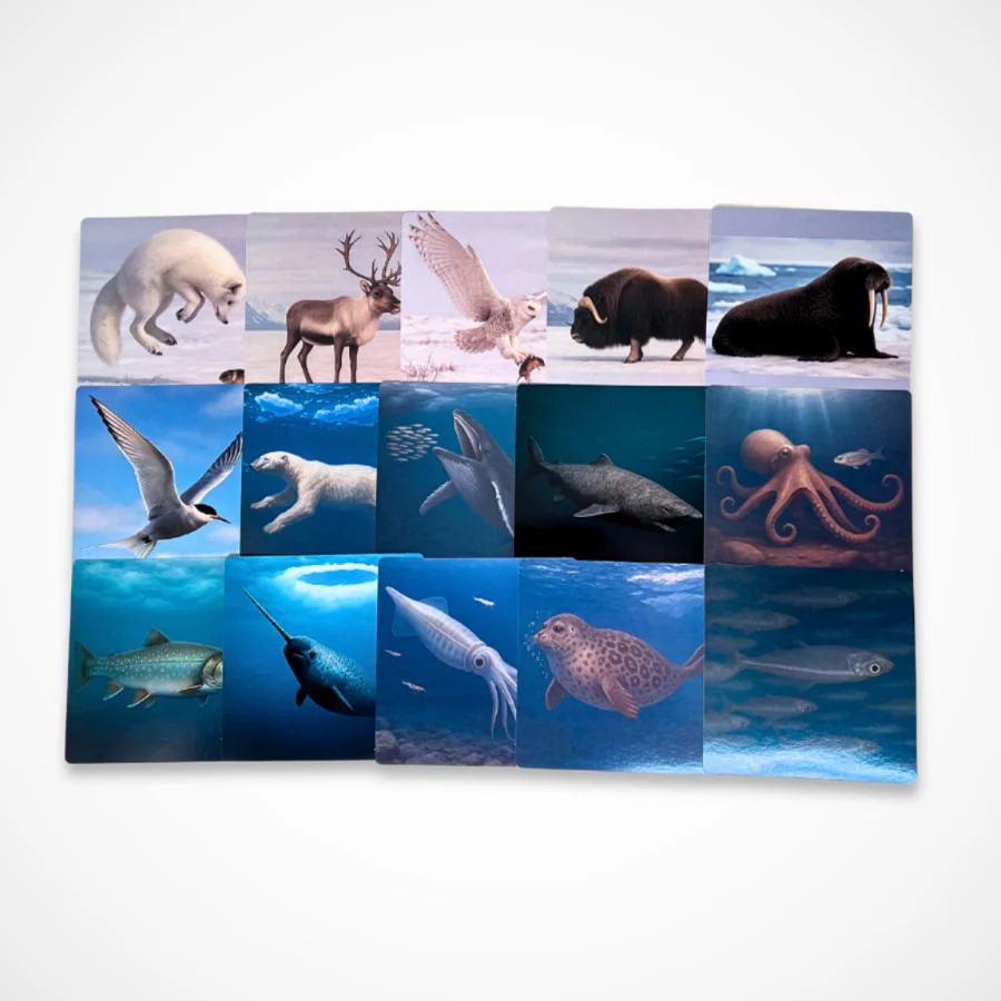 Arctic Animals Picture Cards and X-rays - Image 4