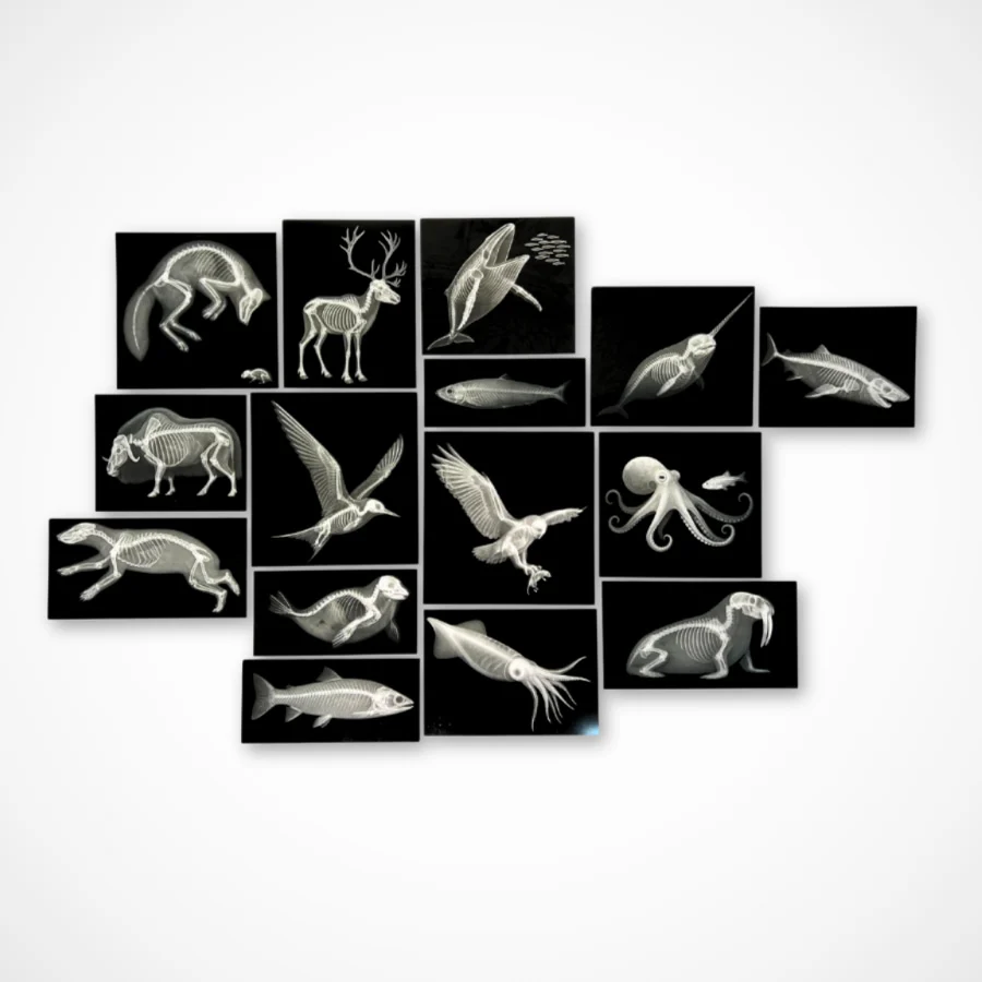 Arctic Animals Picture Cards and X-rays - Image 5