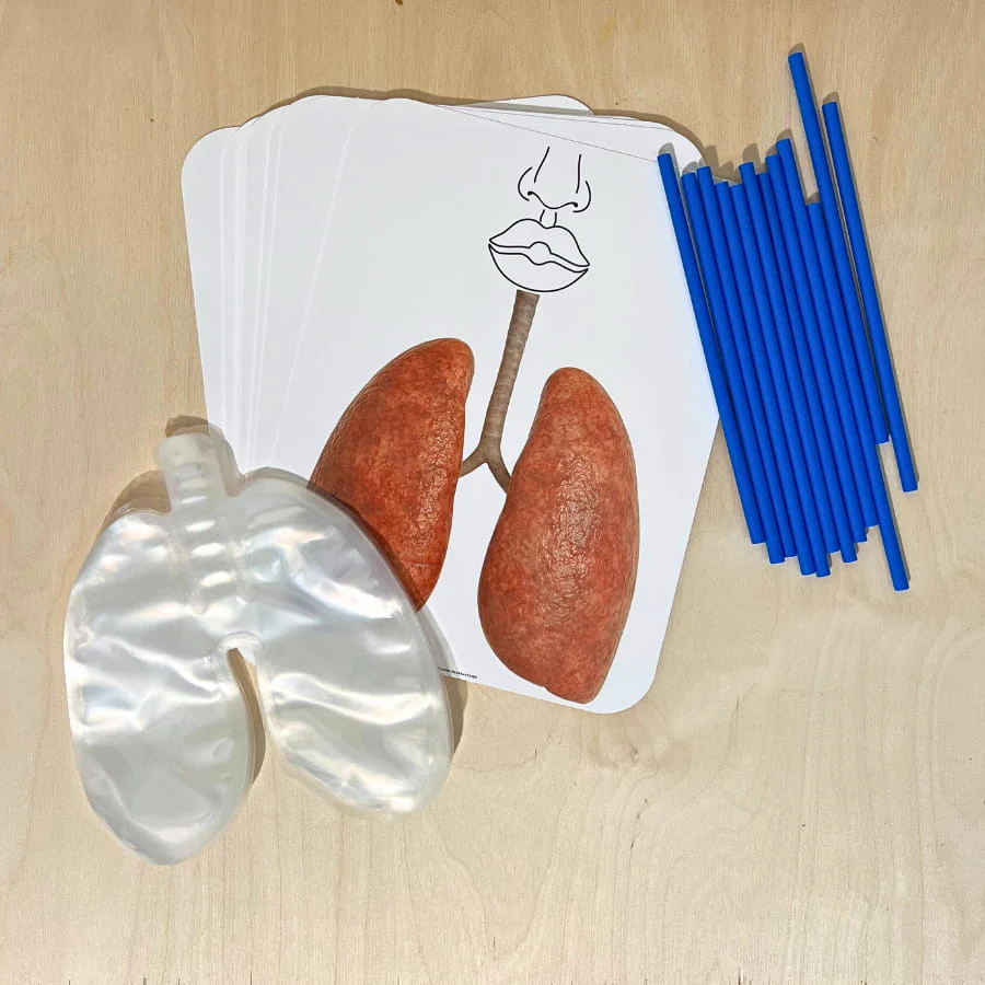 Big Breath Respiratory System Model - Image 5