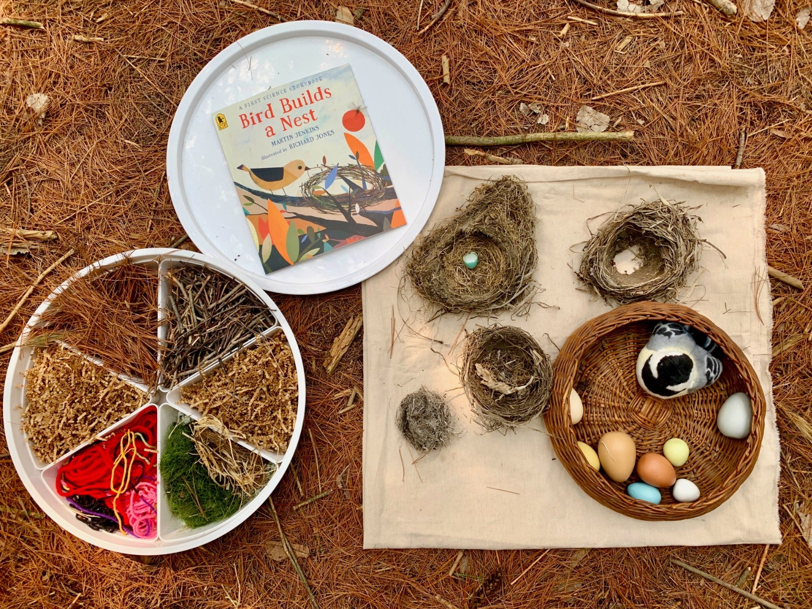 Bird Builds a Nest - Image 2