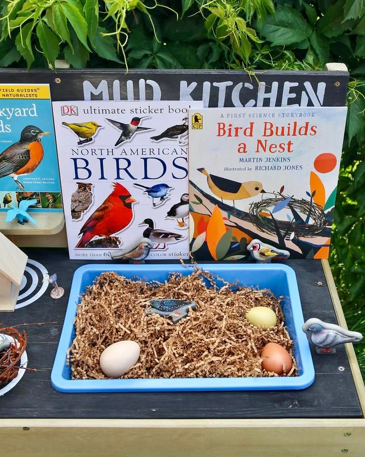 Bird Builds a Nest - Image 4