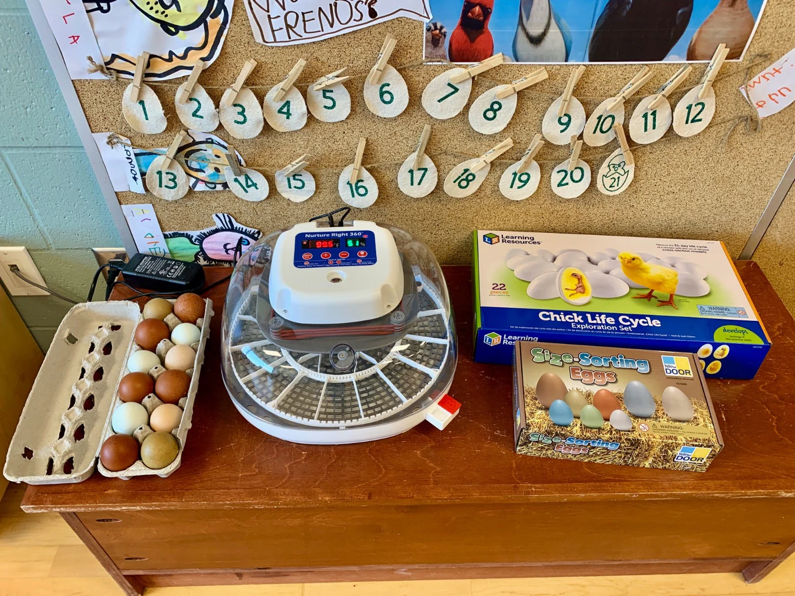 Chick Life Cycle Exploration Set - Image 2