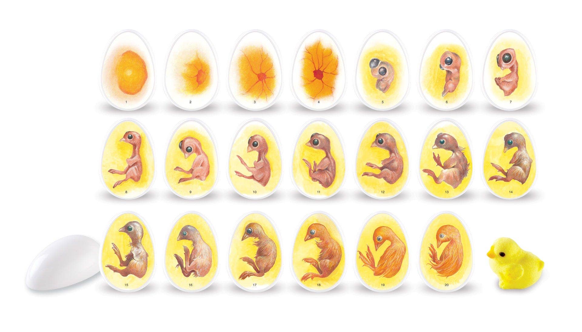 Chick Life Cycle Exploration Set - Image 4