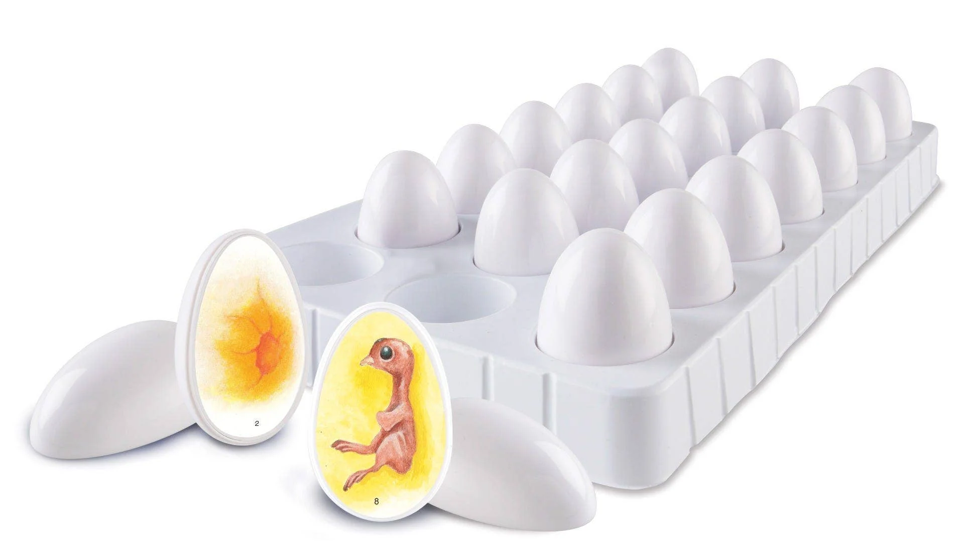 Chick Life Cycle Exploration Set - Image 5
