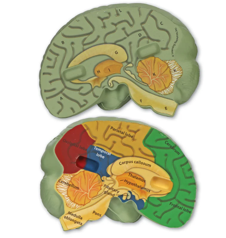 Cross-Section Human Brain Model - Image 2