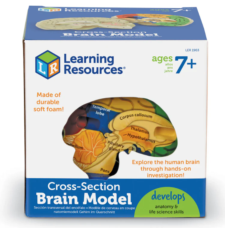 Cross-Section Human Brain Model - Image 3