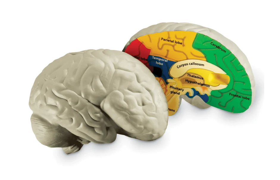 Cross-Section Human Brain Model - Image 5