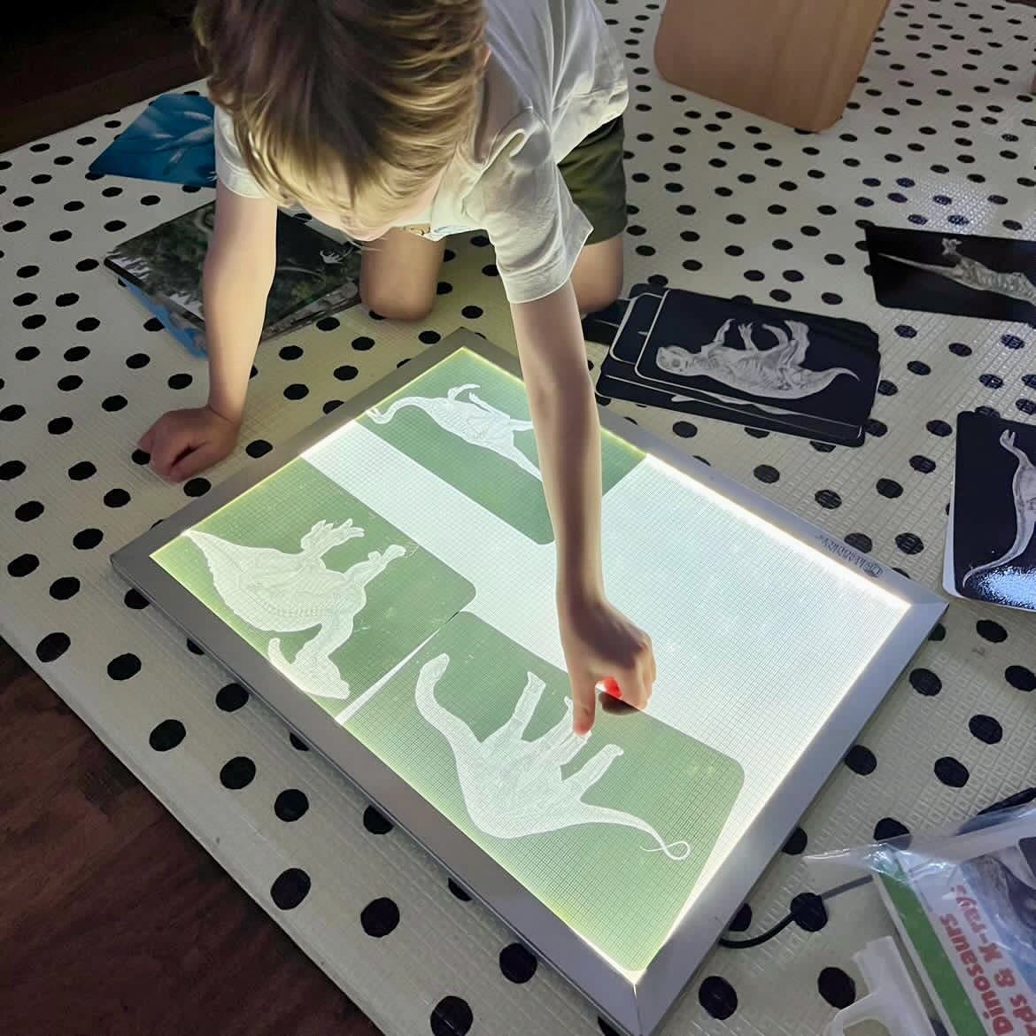 Discover Dinosaurs Picture Cards and X-rays - Image 5