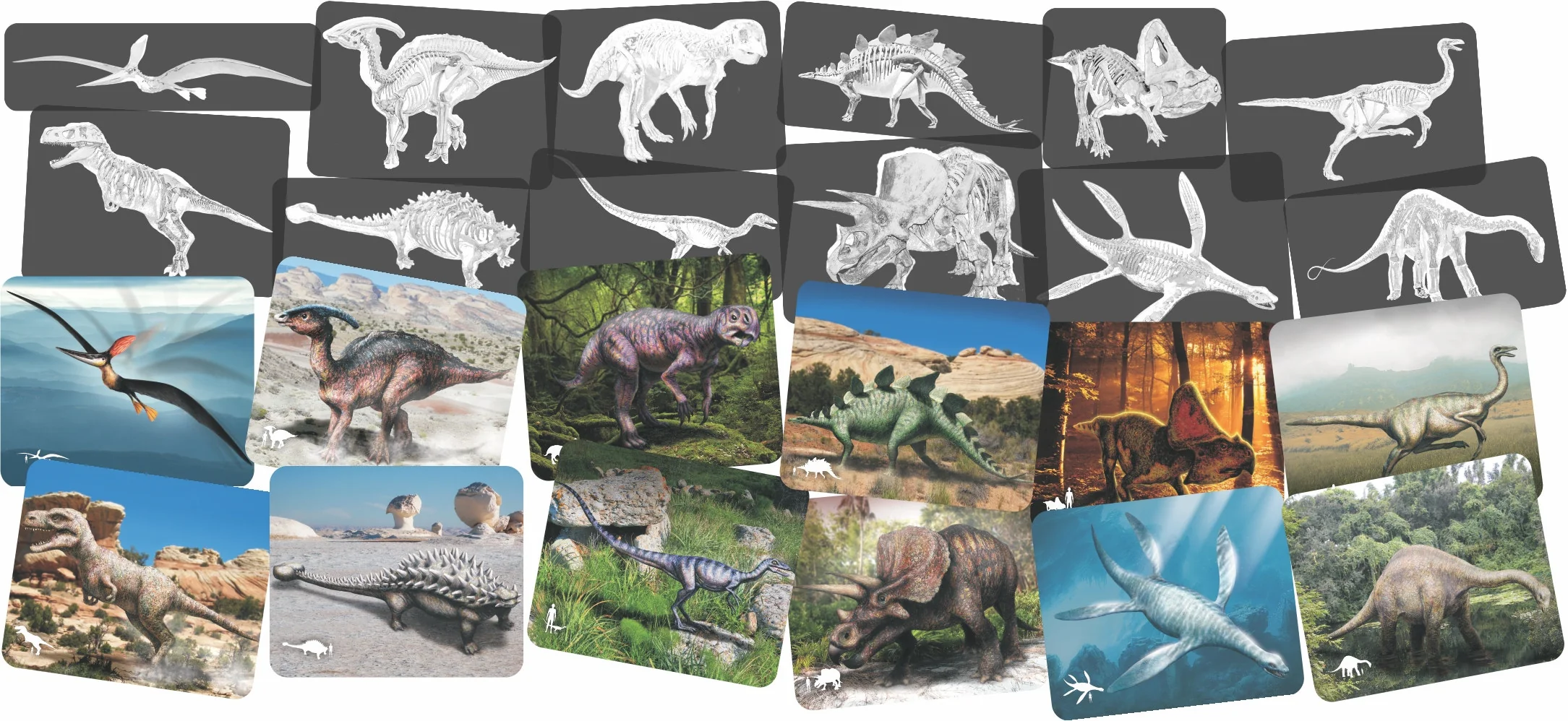 Discover Dinosaurs Picture Cards and X-rays - Image 6