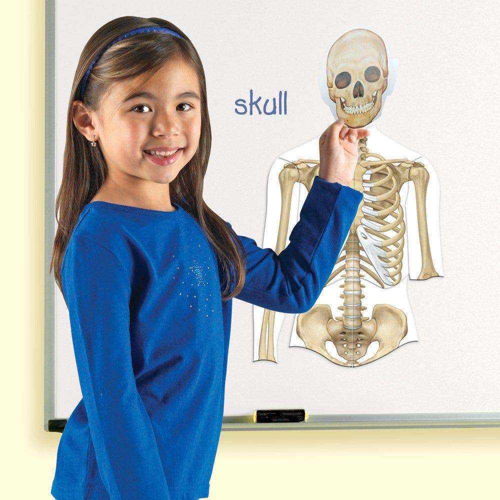 Double Sided Magnetic Human Body - Image 4
