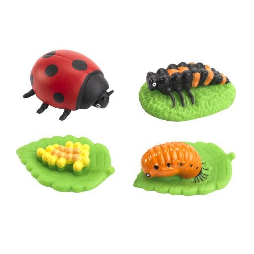 Environments My First Soft Life Cycle Ladybug