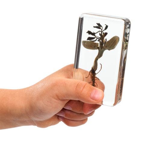Excellerations Acrylic Specimen Plant Life Cycle Set Of 4 - Image 4