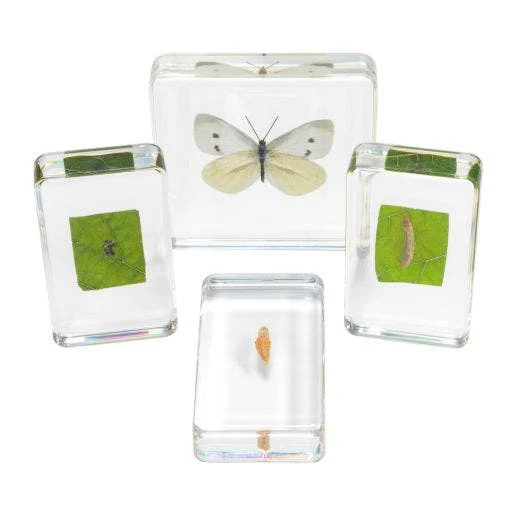 Excellerations Acrylic Specimens Butterfly Life Cycle Set Of