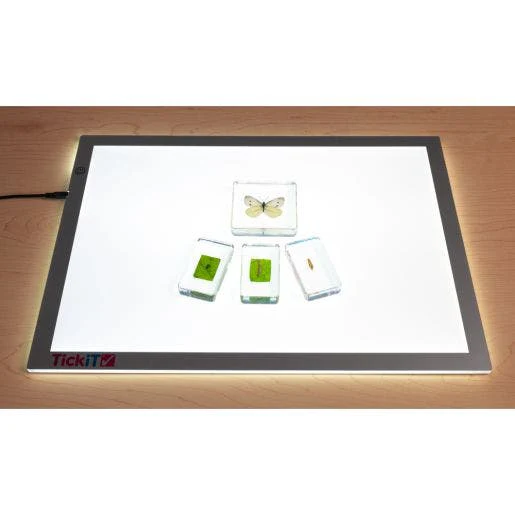 Excellerations Acrylic Specimens Butterfly Life Cycle Set Of - Image 5