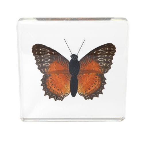 Excellerations Acrylic Specimens Butterfly Set Of 4 - Image 2