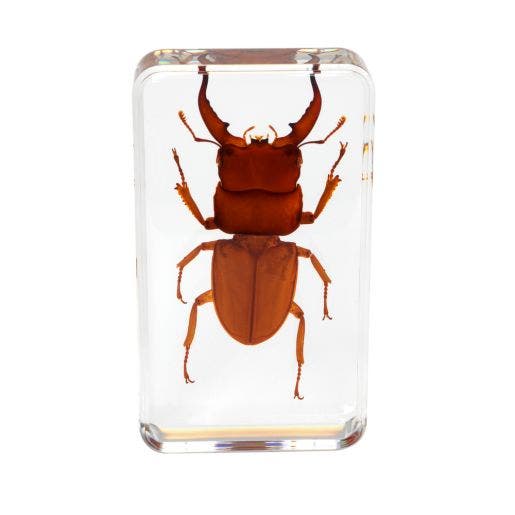 Excellerations Acrylic Specimens Scary Bugs Set Of 4 - Image 3