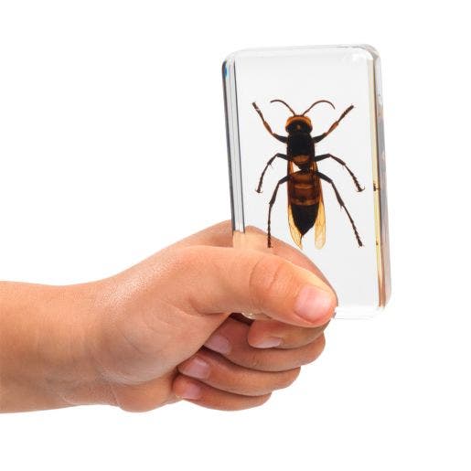 Excellerations Acrylic Specimens Scary Bugs Set Of 4 - Image 4