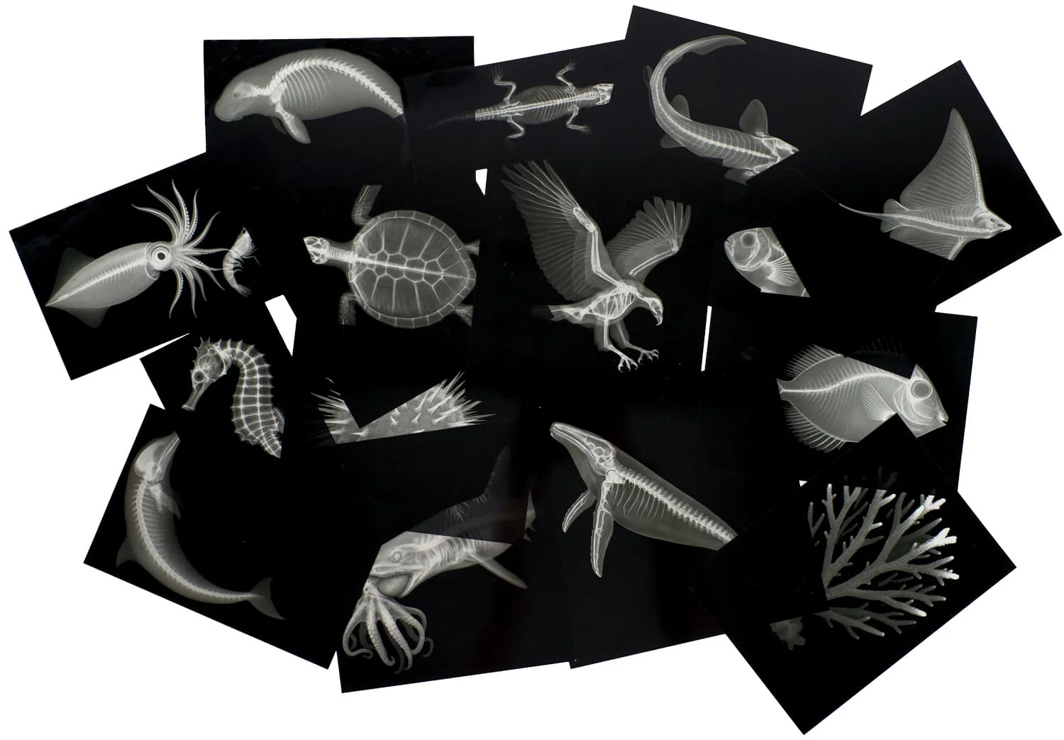 Great Barrier Reef Picture Cards and X-rays