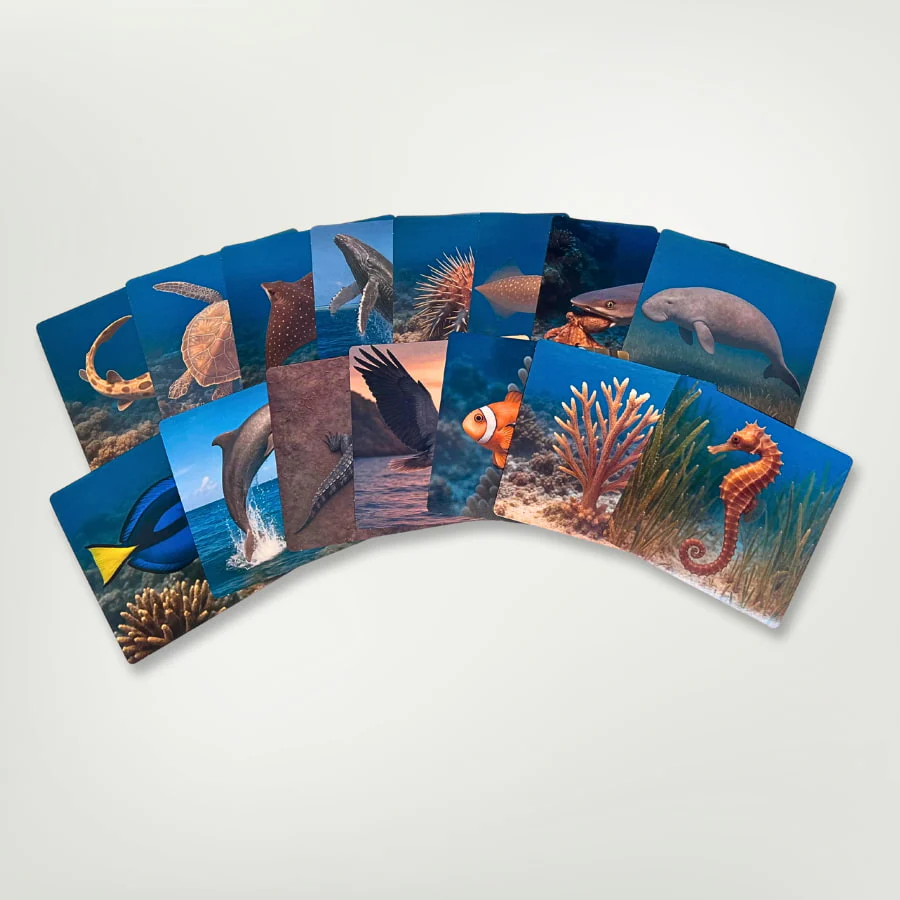Great Barrier Reef Picture Cards and X-rays - Image 2