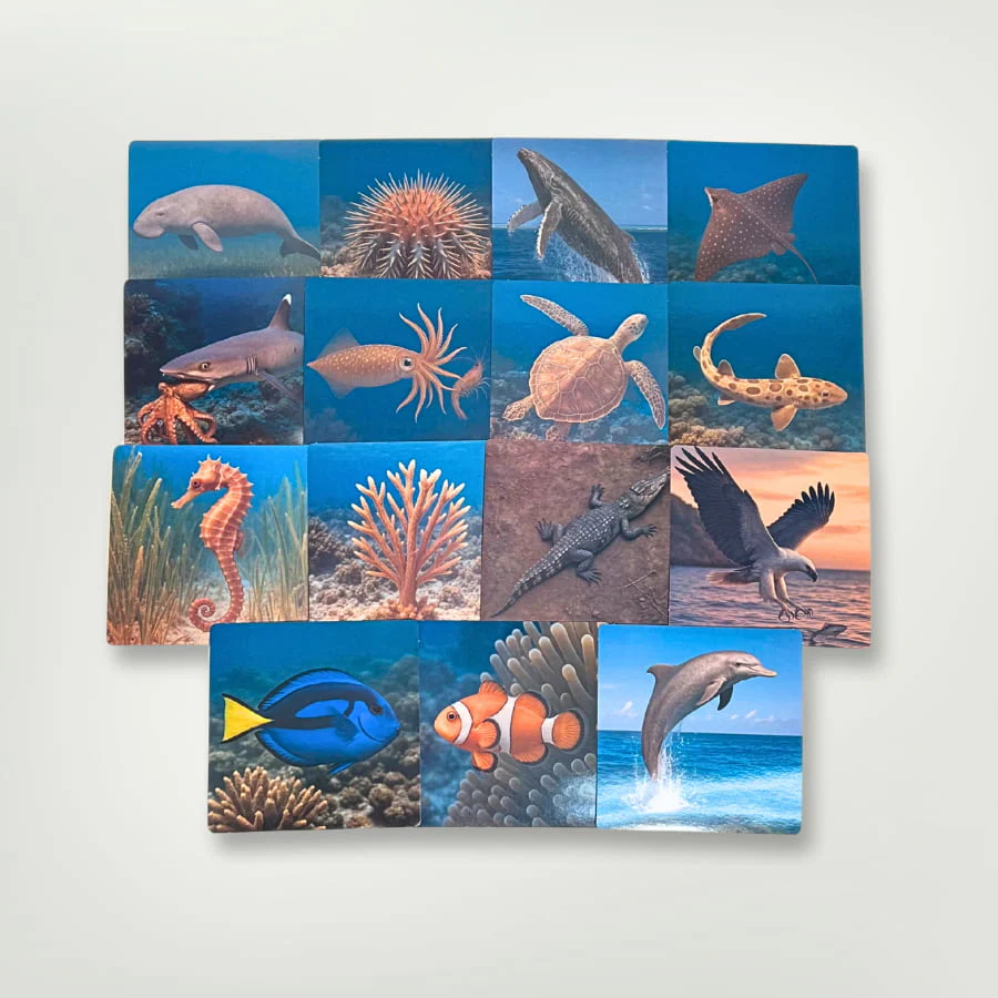 Great Barrier Reef Picture Cards and X-rays - Image 3