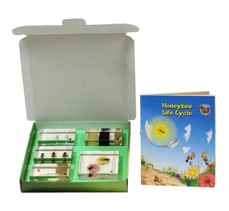 Honeybee Lifecycle - Image 2