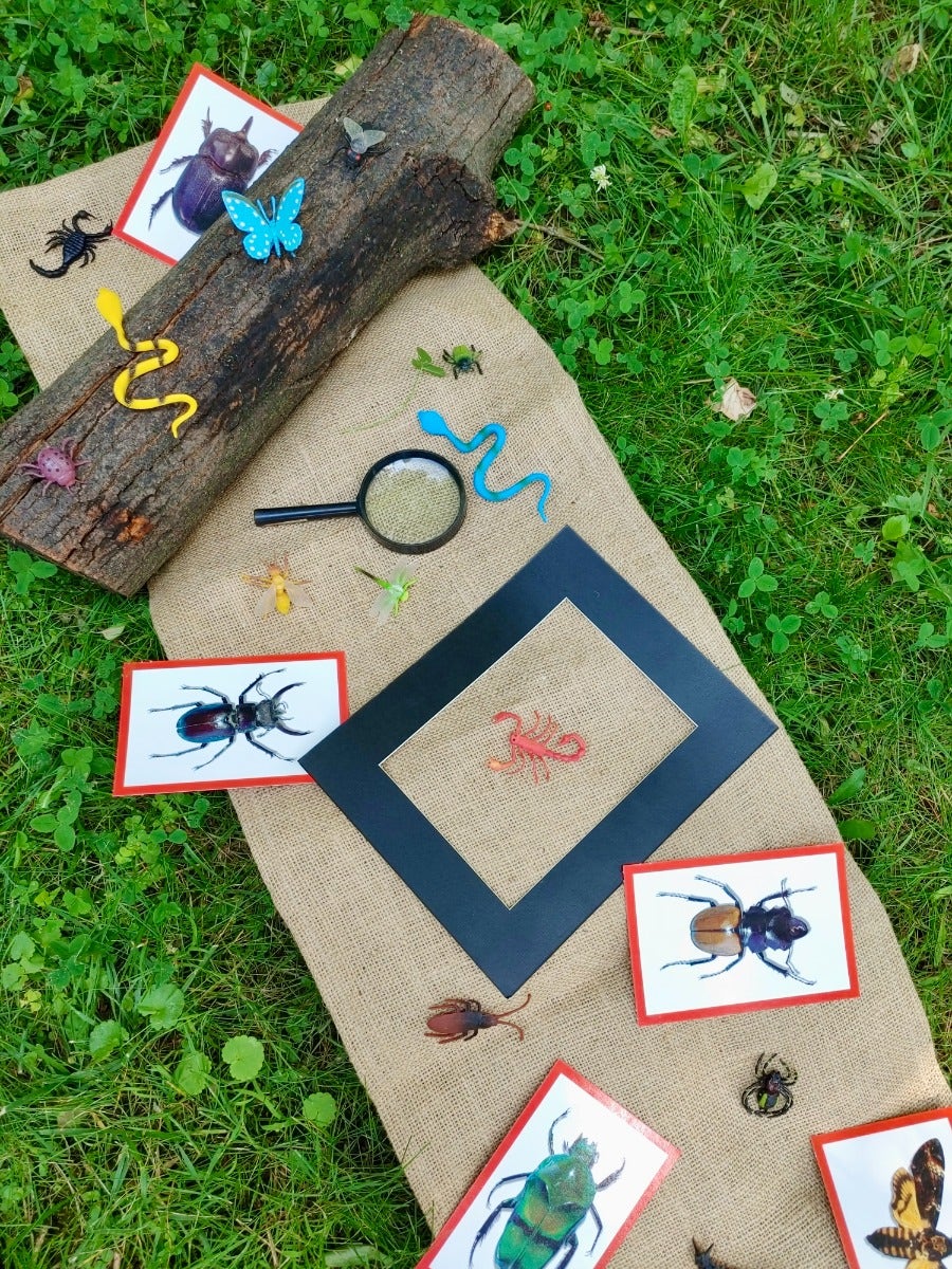 Insect X-Rays and Picture Cards - Image 4