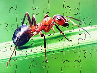 Insects Set of 8 Wooden Puzzles - Image 3