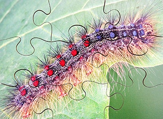 Insects Set of 8 Wooden Puzzles - Image 4