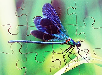 Insects Set of 8 Wooden Puzzles - Image 5