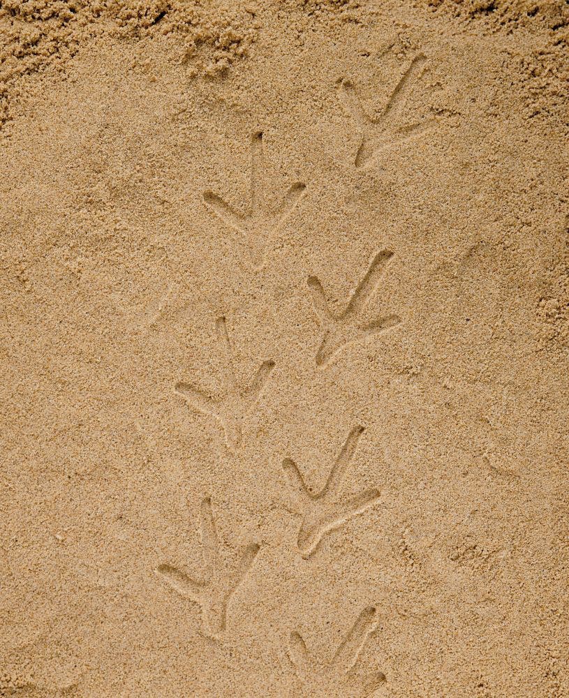 Lets Investigate Farmyard Footprints Stones - Image 6