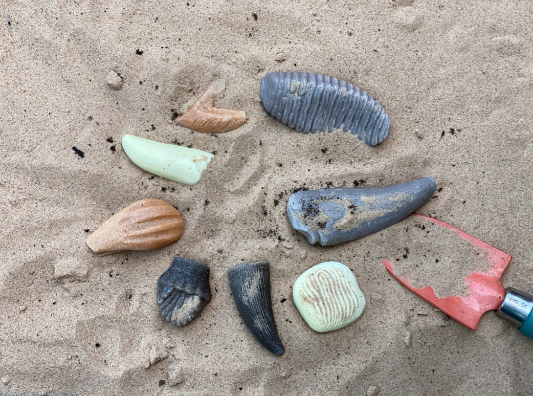 Lets Investigate Prehistoric Teeth