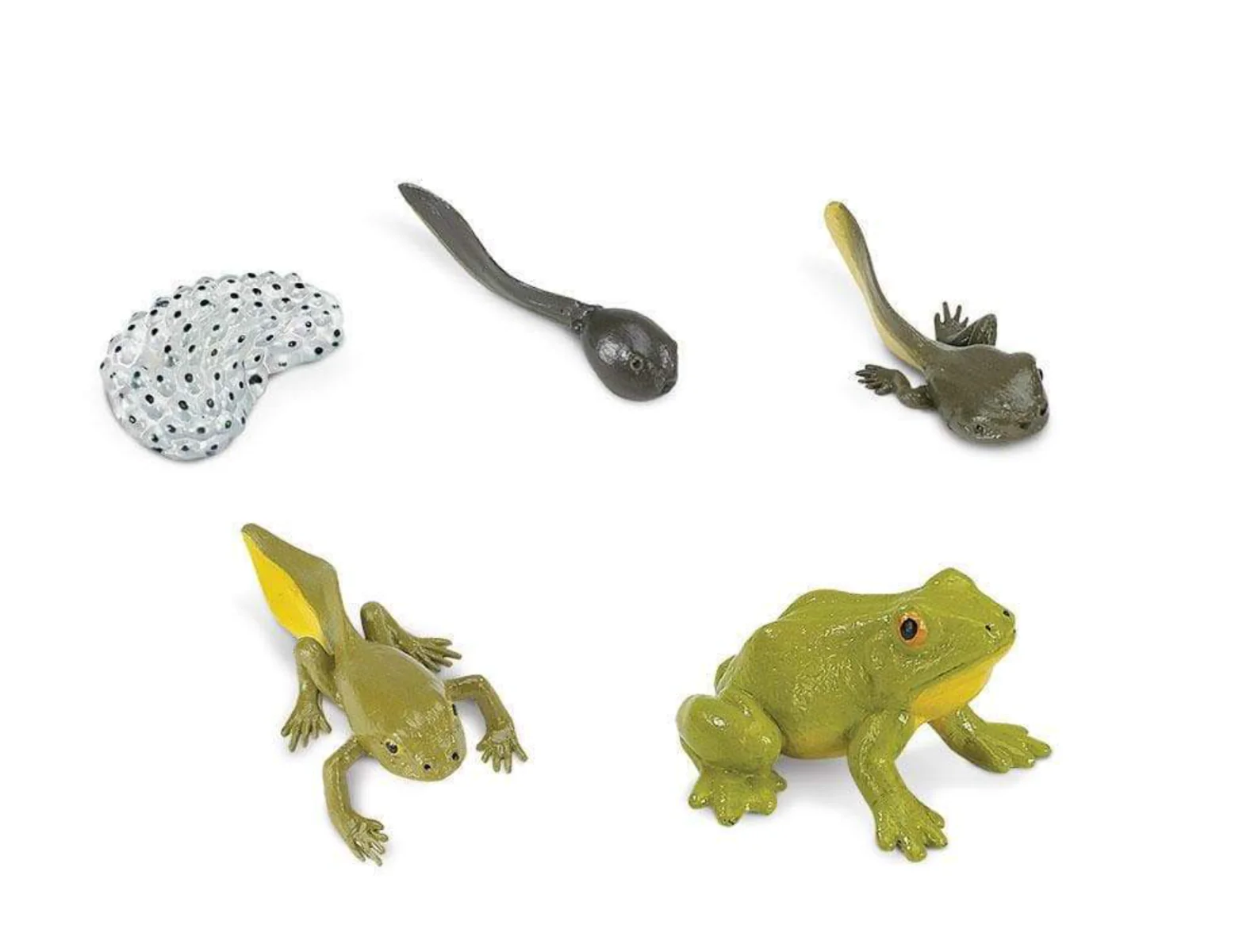 Life Cycle of a Frog Set - Image 4