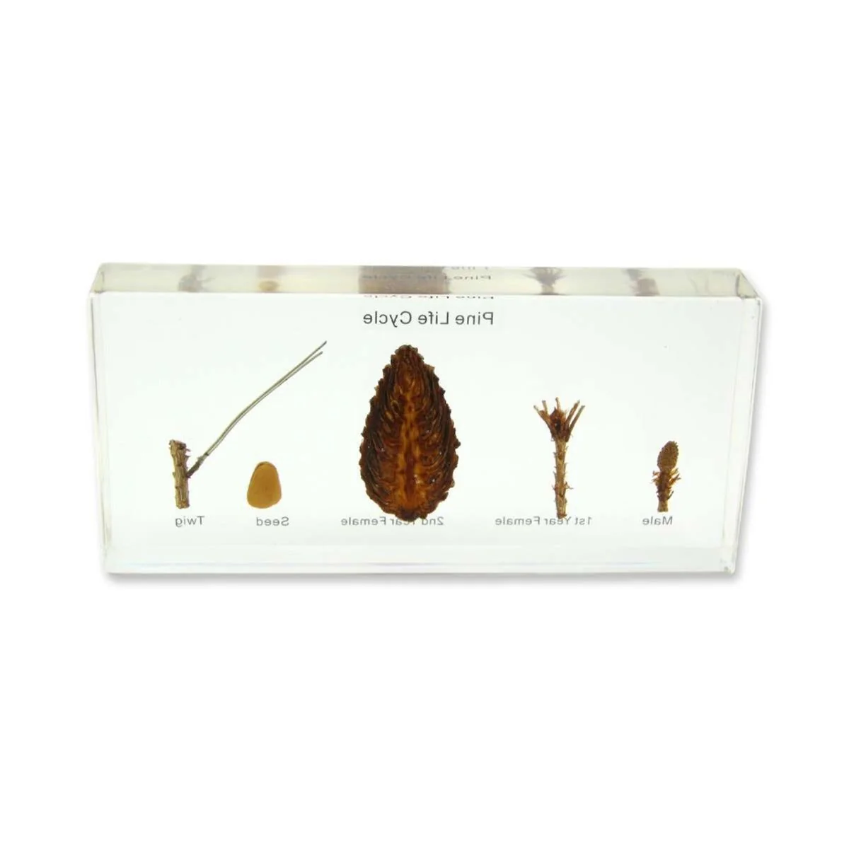 Pine Lifecycle - Image 2