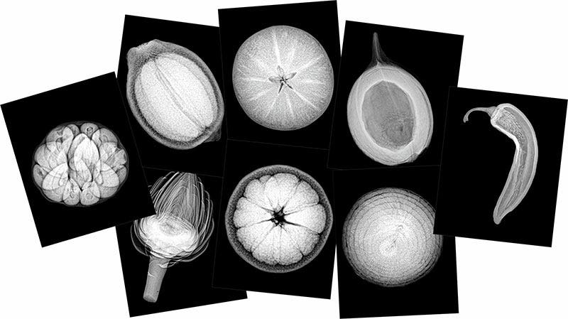 Plant X-rays - Image 2