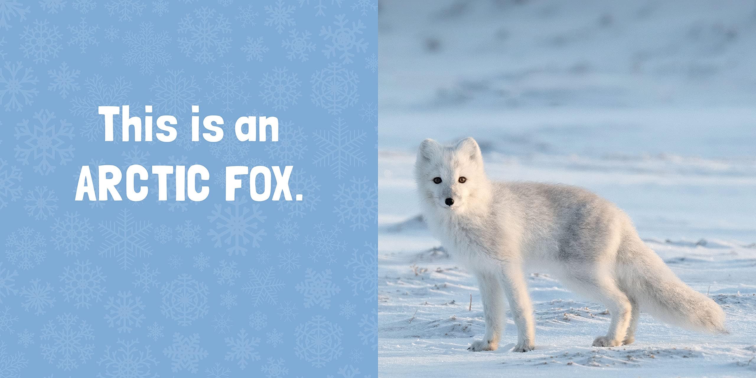 Polar Pals - Image 2
