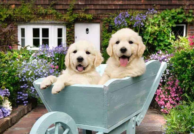 Ravensburger Golden Retriever 200 piece Puzzle - Image 2