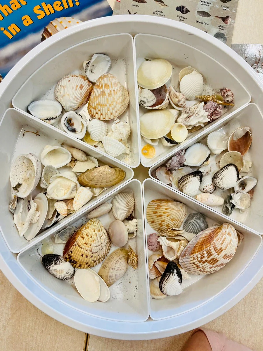 Sea Shells Natural Mix 16oz - Image 4