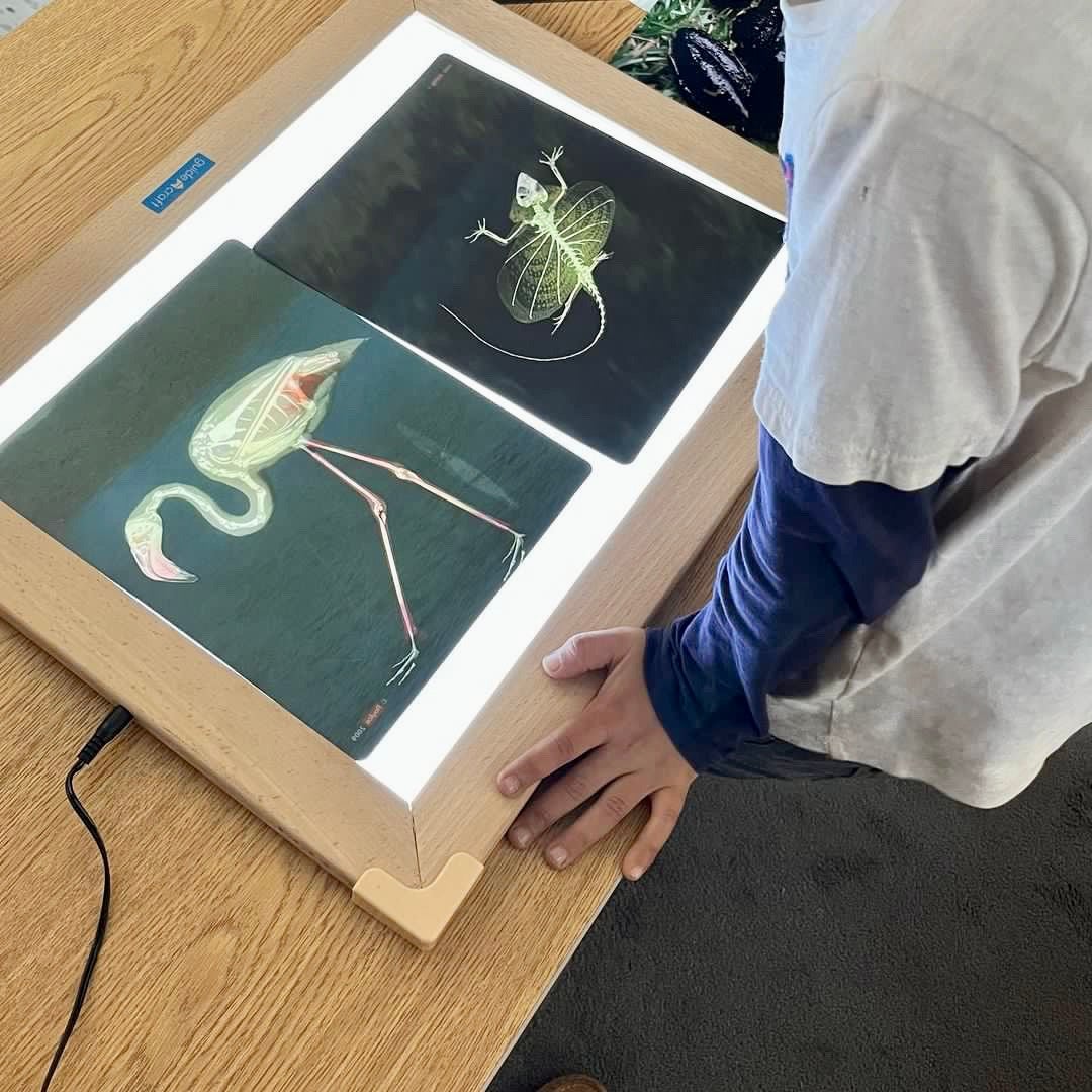 Whats Inside Animals X-Ray Cards - Image 3