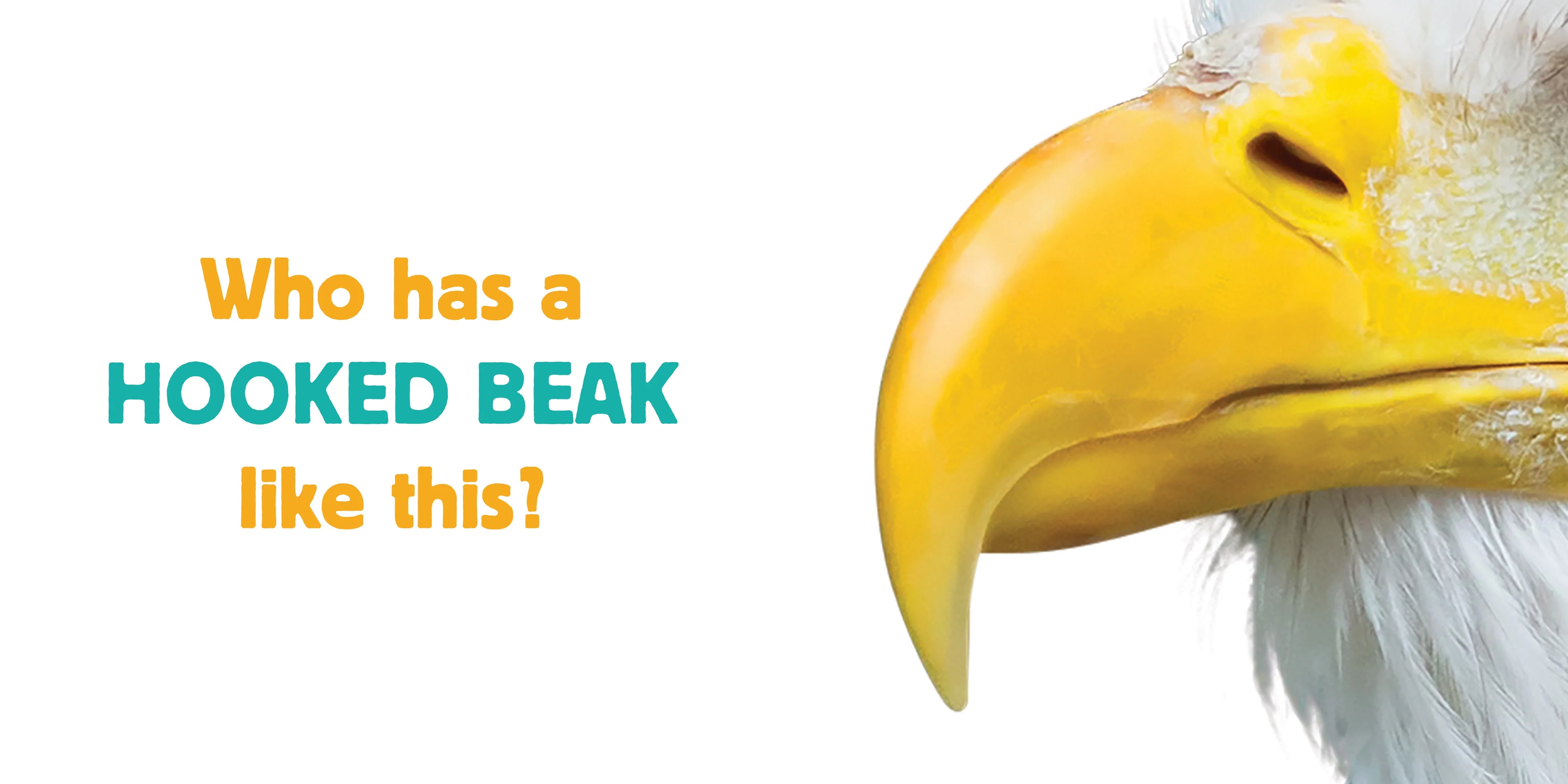 Whose is it Beak - Image 2