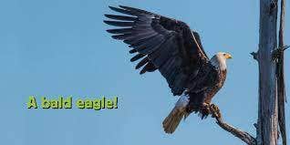 Whose is it Beak - Image 3