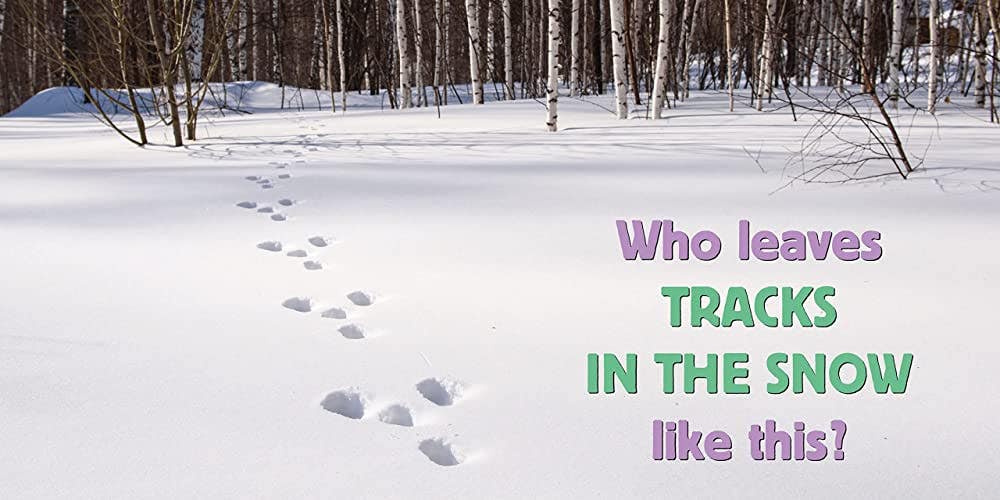 Whose is it Tracks - Image 2
