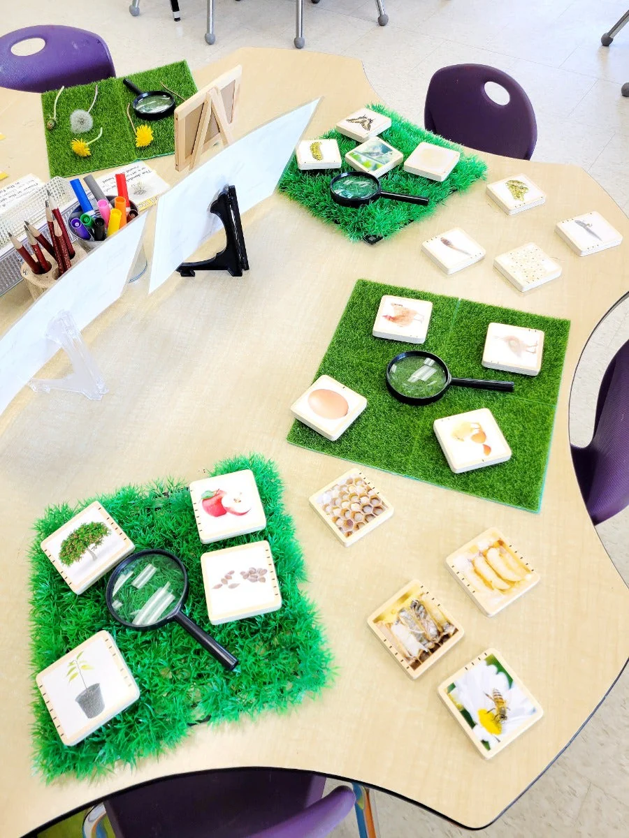 Wooden Lifecycle Tiles - Image 3