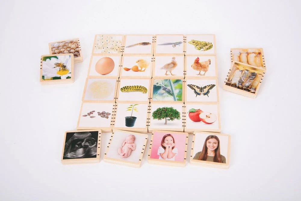Wooden Lifecycle Tiles - Image 7